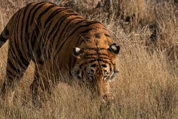Frei lebender Tiger im Tiger Canyon in Südafrika