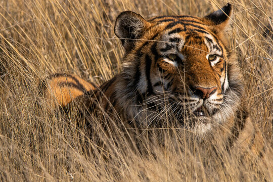 Wilder Tiger im hohen Gras in S&uuml;dafrika