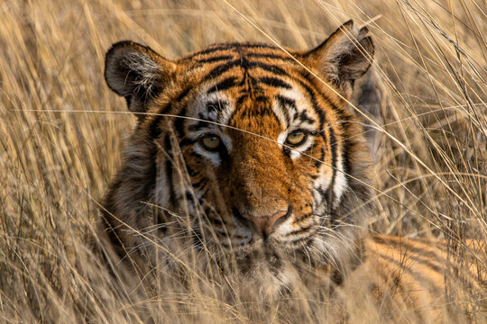 Tiger im hohen Gras