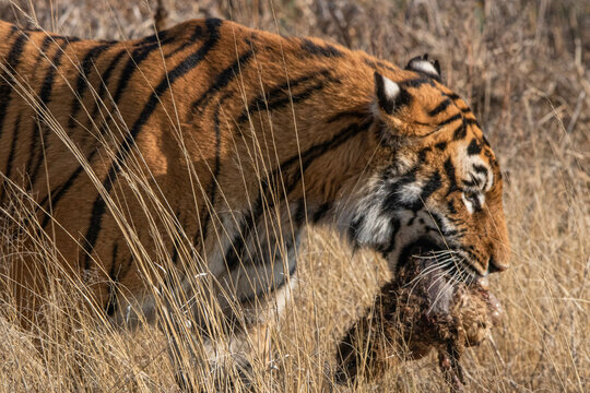 Tiger mit Beute in der Karoo