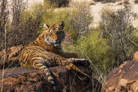 Frei lebender Tiger in S&uuml;dafrika