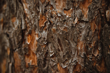 The texture of the tree bark. Tree in the park close-up. Relief texture and background. Forest.