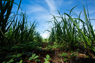 Os caminhos de um canavial, com as canas mais doces