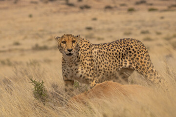 Gepard in Südafrika
