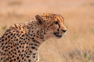 Fototapeta na wymiar Gepard in Südafrika