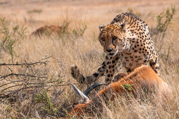 Fototapeta na wymiar Gepard mit erbeutetem Blessbock in Südafrika