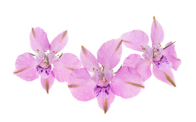 Fototapeta na wymiar pink wild delphinium flowers isolated