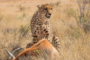 Gepard mit Beute in Südafrika
