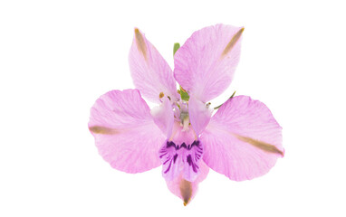 Fototapeta na wymiar pink wild delphinium flowers isolated