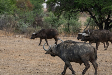 Büffel im Mountain Zebra Nationalpark in Südafrika