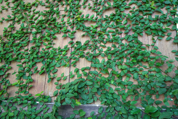 ivy covered wall