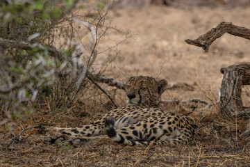 Gepard im Mountain Zebra Nationalpark in Südafrika