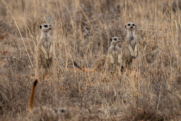 Erdmännchen im Mountain Zebra Nationalpark in Südafrika