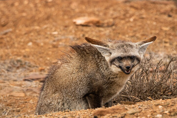 L&ouml;ffelhund im Mountain Zebra Nationalpark in S&uuml;dafrika