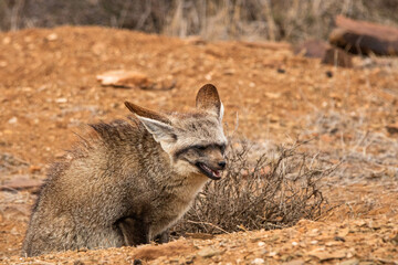 Löffelhund im Mountain Zebra Nationalpark in Südafrika