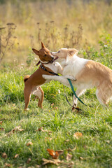 Two border collie dogs play in nature in the park
