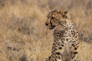 Gepard im Mountain Zebra Nationalpark in Südafrika