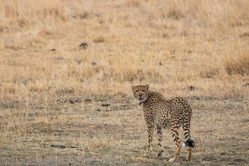 Gepard im Mountain Zebra Nationalpark in Südafrika