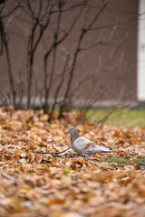 Grey pigeon in the autumn park