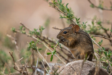 Naklejka na ściany i meble Maus im Mountain Zebra Nationalpark, Südafrika