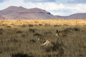 Springböcke in der Karoo-Landschaft des Mountain Zebra Nationalparks in Südafrika