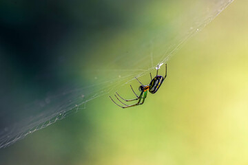 spider on the web