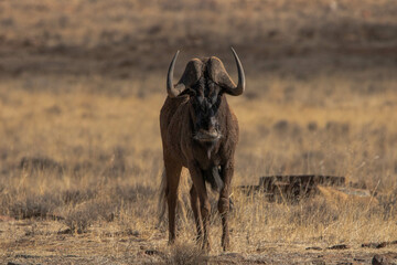 Gnu im Mountain Zebra Nationalpark, Südafrika