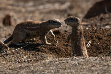 Kap-Borstenhörnchen im Mountain Zebra Nationalpark in Südafrika