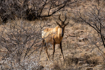 Antilope im Mountain Zebra Nationalpark, Südafrika