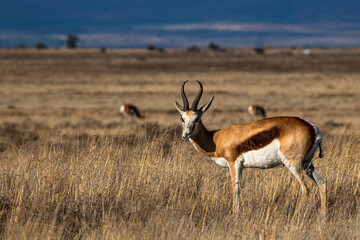 Springbock im Mountain Zebra Nationalpark, Südafrika