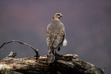 Bussard bei Graaff-Reinet in Südafrika