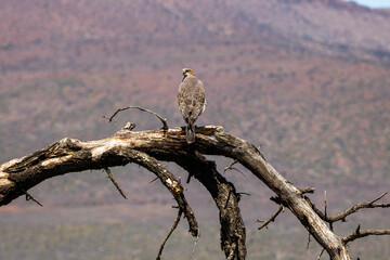 Bussard im Camdeboo-Nationalpark in Südafrika