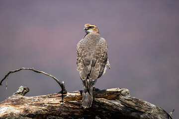 Bussard in der Karoo in Südafrika