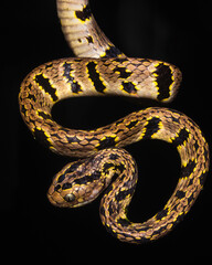 snake