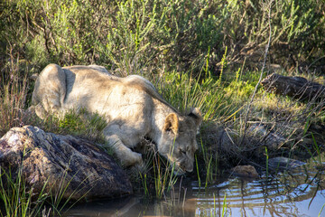 Fototapeta premium Löwin am Wasserloch in Südafrika