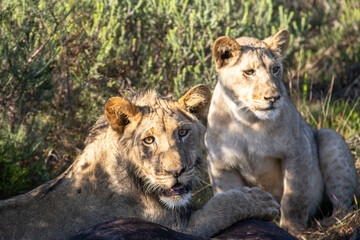 Naklejka na ściany i meble Löwen im Busch in Südafrika