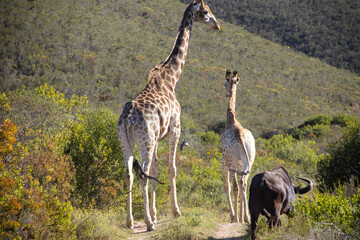 Naklejka na ściany i meble Giraffen an der Garden Route in Südafrika