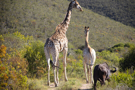 Garden Route Images Browse 10 353 Stock Photos Vectors And Video garden-route-images-browse-10-353-stock-photos-vectors-and-video
