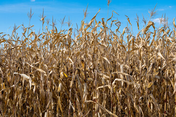 dry corn on a field on a sunny day