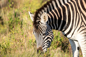 Fototapeta na wymiar Zebra im Gondwana Private Game Reserve in Südafrika