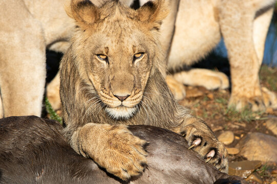 Löwe im Gondwana Private Game Reserve in Südafrika
