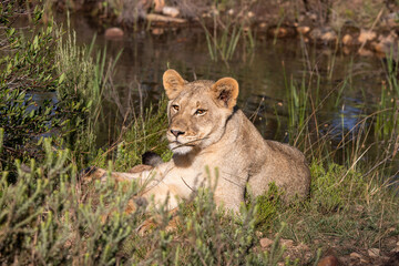 Plakat Löwin mit am Wasserloch in Südafrika