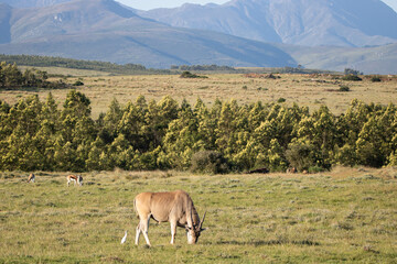 Elenantilope vor toller Gebirgslandschaft in Südafrika