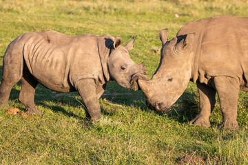Fototapeta premium Nashörner an der Garden Route in Südafrika