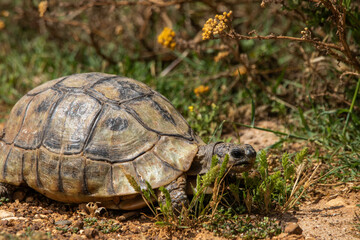 Schildkröte im West Coast Nationalpark in Südafrika