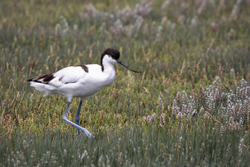 Vogel im West Coast Nationalpark Südafrika