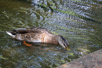 duck on water