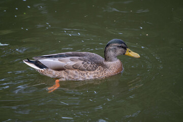 duck on water