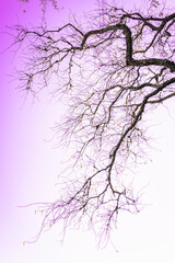 Bare tree branches in the purple sky. Ikebana Style winter landscape in nature.