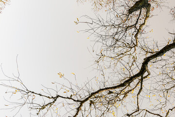 Obraz premium Tree branches in the air. Ikebana Style winter landscape in nature.